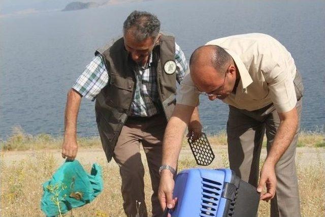 Tedavisi Tamamlanan Tilki, Doğal Ortamına Bırakıldı