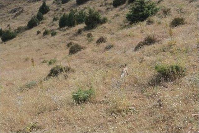 Tedavisi Tamamlanan Tilki, Doğal Ortamına Bırakıldı