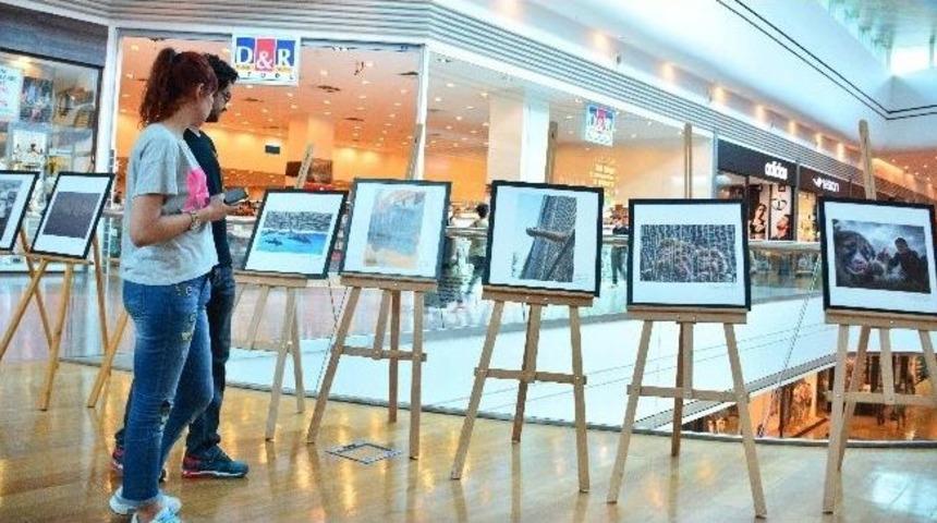 Hayvan Hakları Fotoğrafları Sergisi