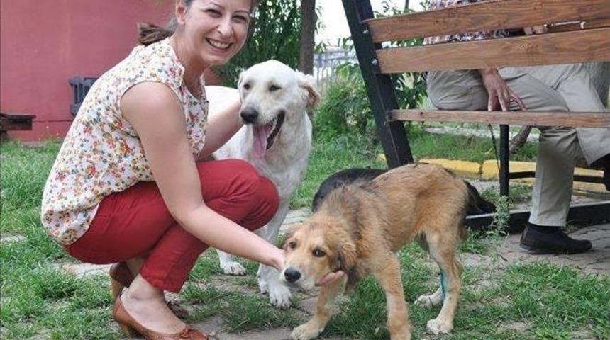 Susuz Kalan Sokak Hayvanları İ&ccedil;in &Ccedil;ağrı