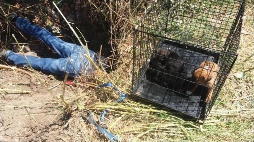 Muğla&rsquo;da Sulama Kanalına Sıkışan K&ouml;pekler Kurtarıldı