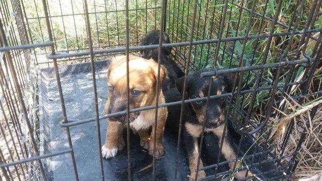 Muğla’da Sulama Kanalına Sıkışan Köpekler Kurtarıldı