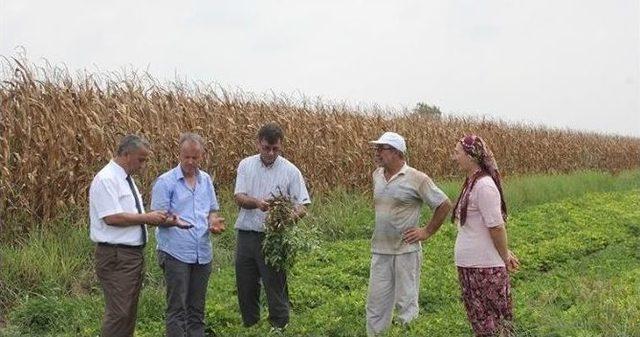 Sağlam’dan Kadın Çiftçilere Ziyaret