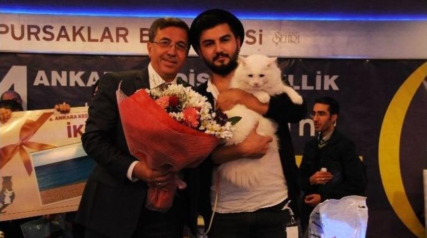 Uluslararası Pursaklar Kedi G&uuml;zellik Festivali Başlıyor