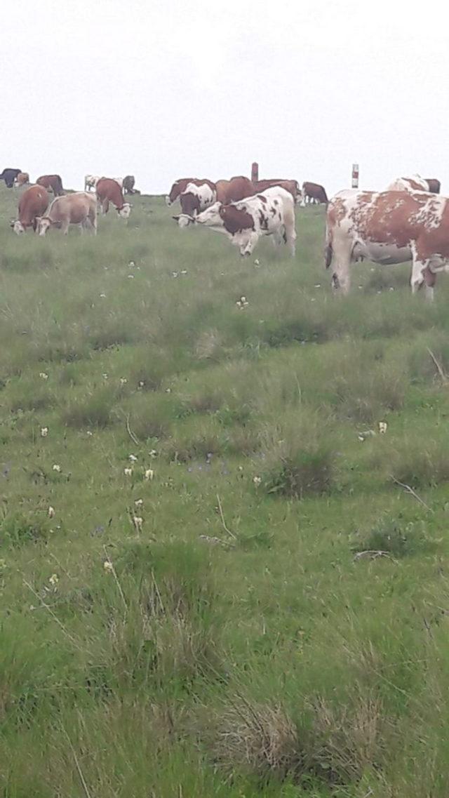 Kars’ta hırsızlar çobanın hayatını kararttı