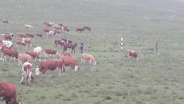 Kars’ta hırsızlar çobanın hayatını kararttı