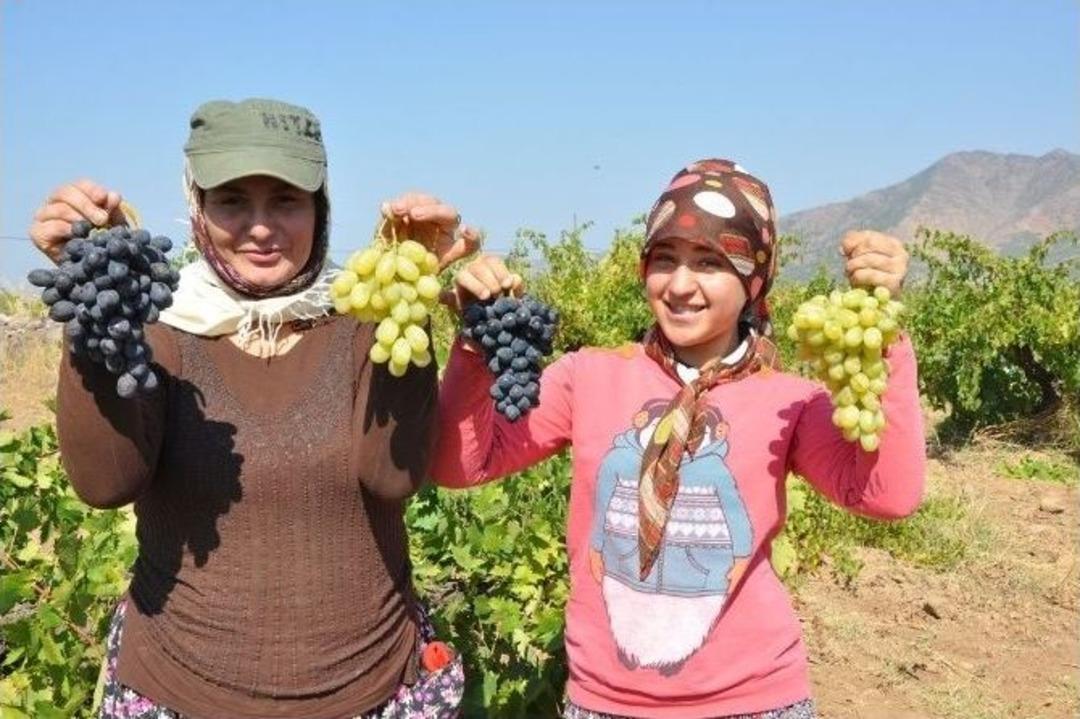 Olumsuz Hava Koşulları &Uuml;z&uuml;m Rekoltesini D&uuml;ş&uuml;rd&uuml;