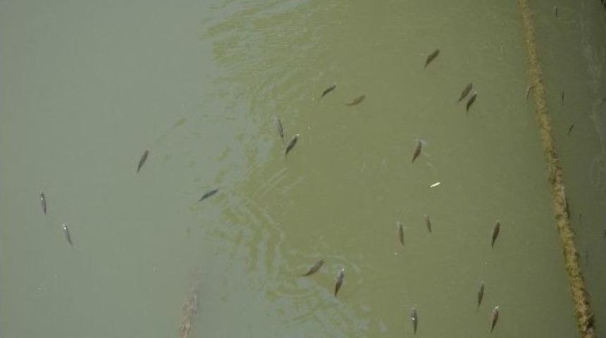 Sıcak Havalar Onları Da Etkiledi