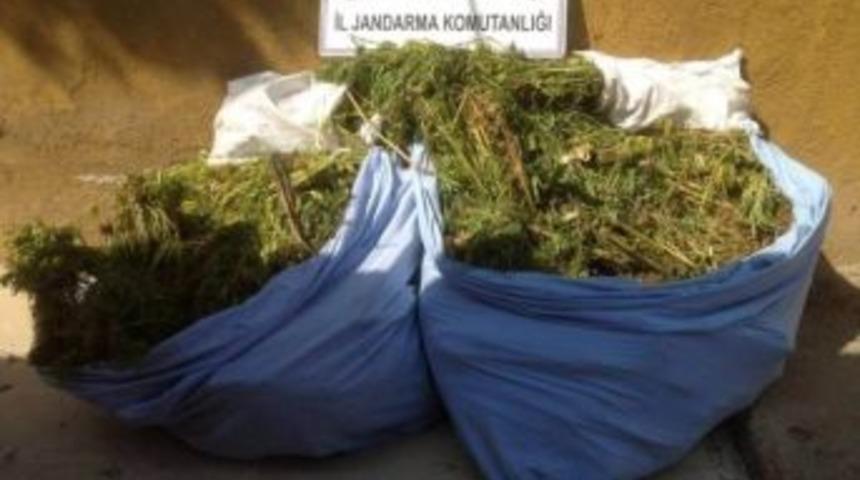 Jandarmadan Uyuşturucu Operasyonu