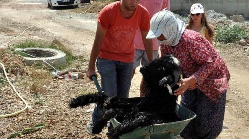 Rögardan Keçi Kurtarma Operasyonu