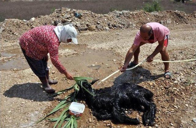 Rögardan Keçi Kurtarma Operasyonu