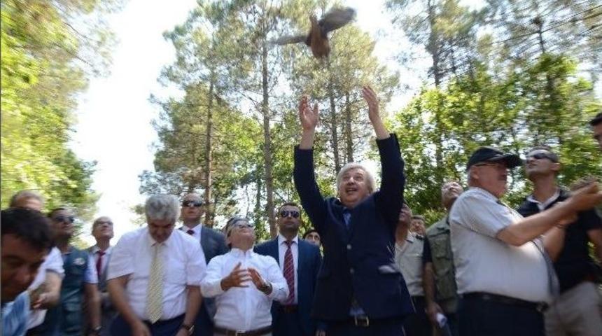 Sinop&rsquo;ta 200 S&uuml;l&uuml;n Doğaya Salındı