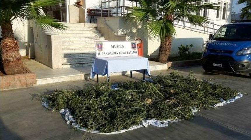 Dağ-taş Esrar Tarlası