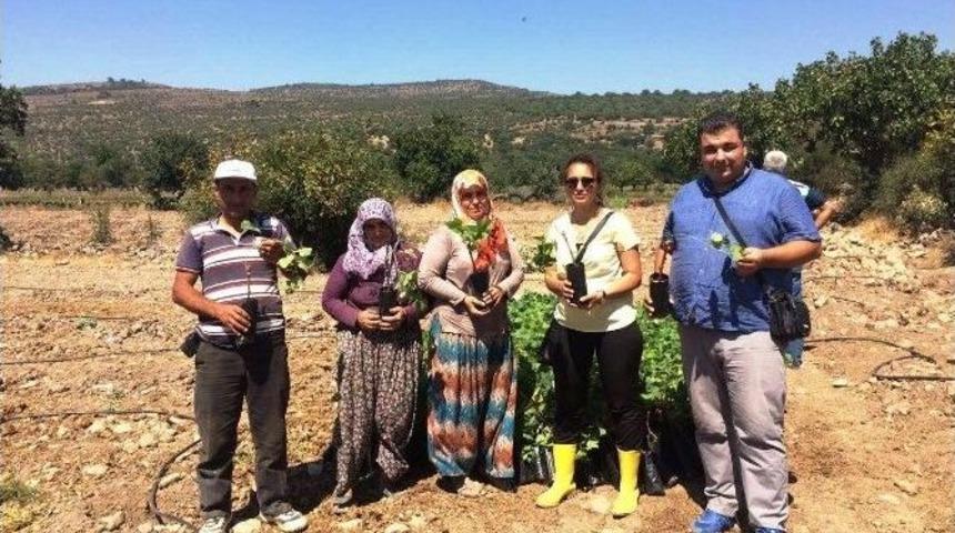 Yunusemre&rsquo;de Organik Tarıma İlgi Artıyor