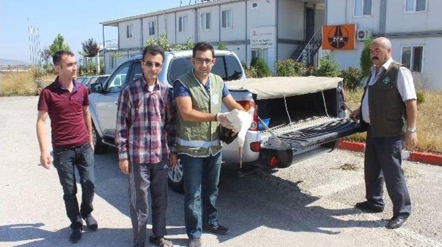 Yaralı Bulduğu Leyleği G&uuml;venli Ellere Teslim Etti