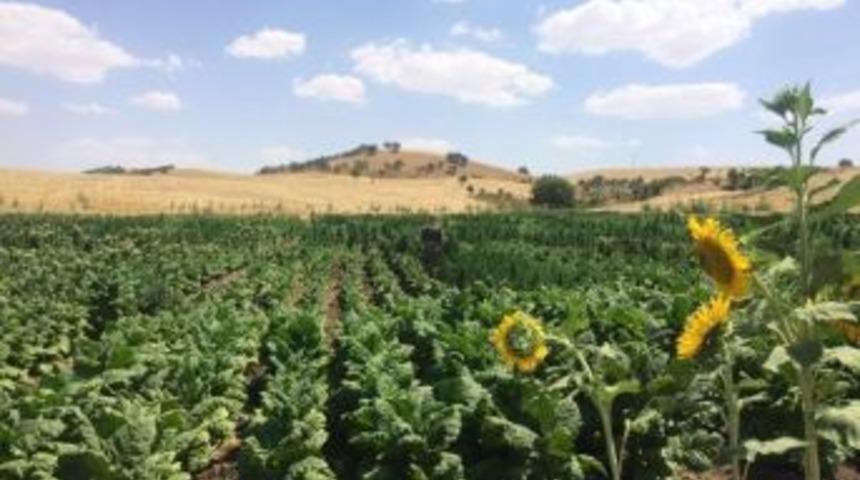 Diyarbakır&rsquo;da 29 Bin 657 K&ouml;k Kenevir Ele Ge&ccedil;irildi