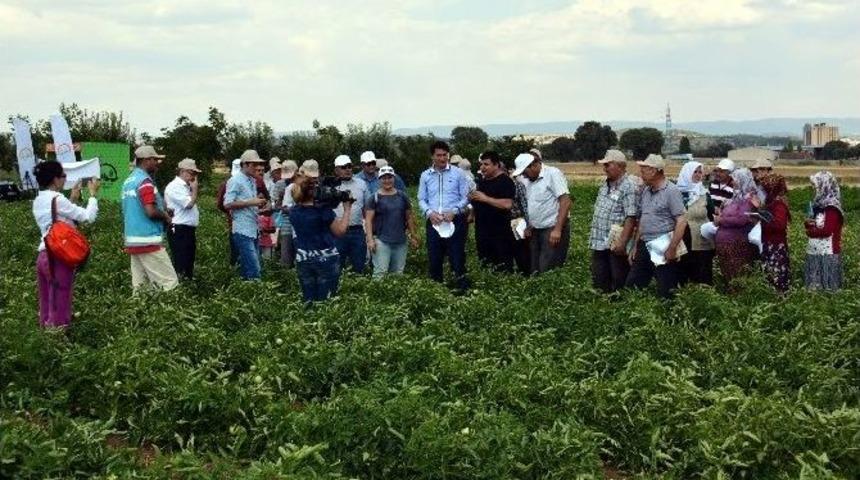 M&uuml;d&uuml;r Ender Muhammed G&uuml;m&uuml;ş: Domates &Uuml;retiminde Rekor Artış