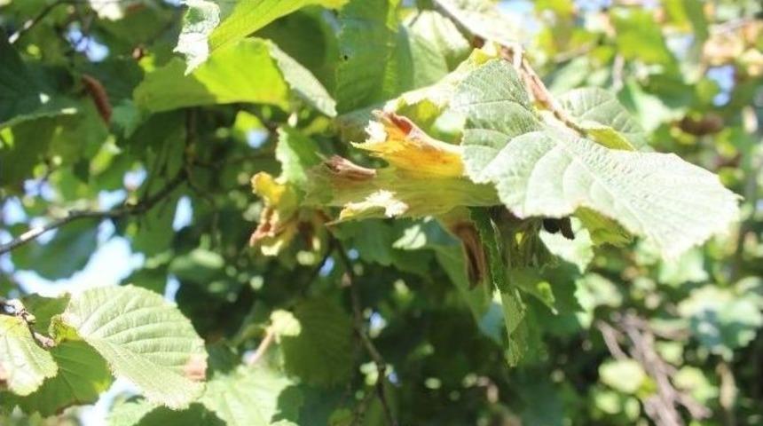 Fındık Tozları Astım Atağına Yol A&ccedil;ıyor