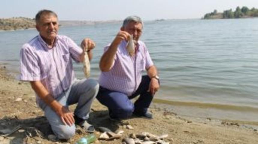Boğazk&ouml;y Barajında Toplu Balık &Ouml;l&uuml;mleri