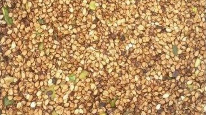 Karpuz &Ccedil;ekirdeği Yetiştiriciliği Artıyor