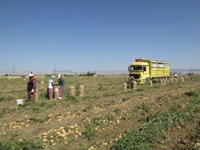 Sandıklı’da Patates Hasadı Sıkıntılı Başladı