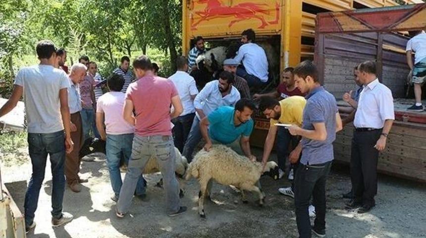 Şemdinli&rsquo;de K&uuml;&ccedil;&uuml;kbaş Hayvan Dağıtımı