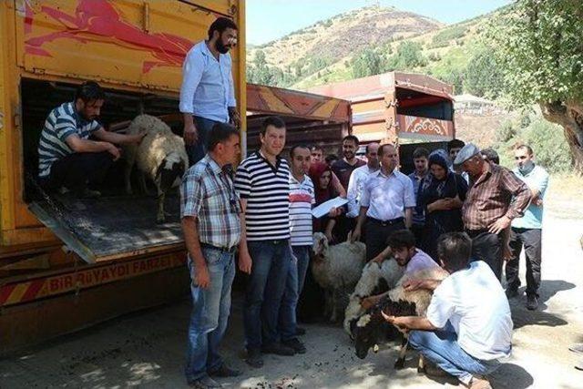 Şemdinli’de Küçükbaş Hayvan Dağıtımı