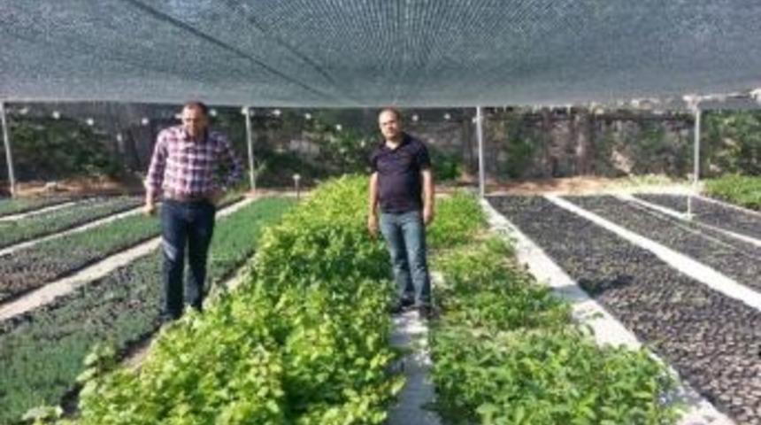 Muş&rsquo;ta &Uuml;z&uuml;m Bağcılığı Geliştirme Projesi