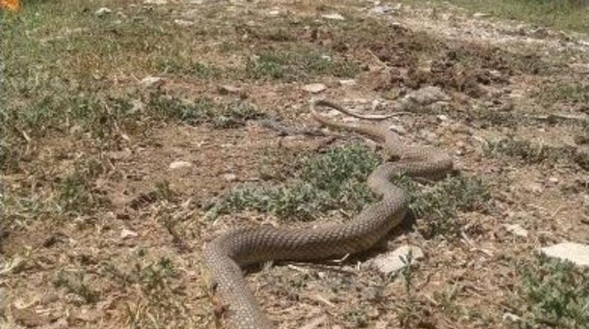 Dev Yılan Vatandaşın Evine Girdi