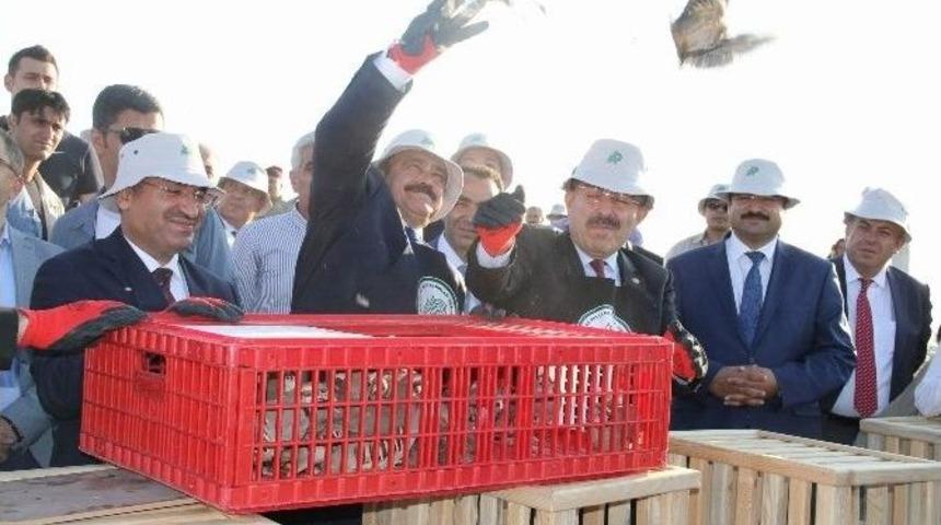 Orman Ve Su İşleri Bakanı Eroğlu İle Adalet Bakanı Bozdağ, Doğaya Keklik Saldı