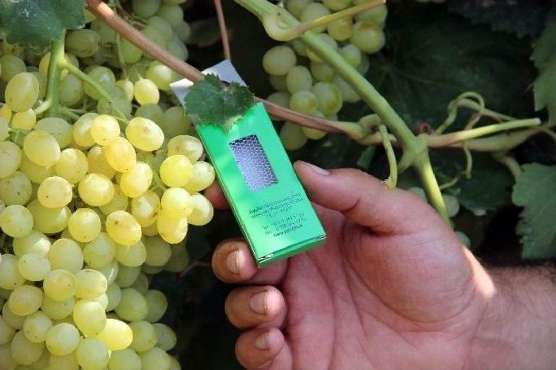 Avcı B&ouml;cekler İş Başında