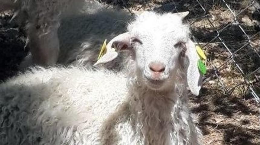 12&rsquo;nci Uluslararası Ke&ccedil;icilik Kongresi T&uuml;rkiye&rsquo;de Yapılacak