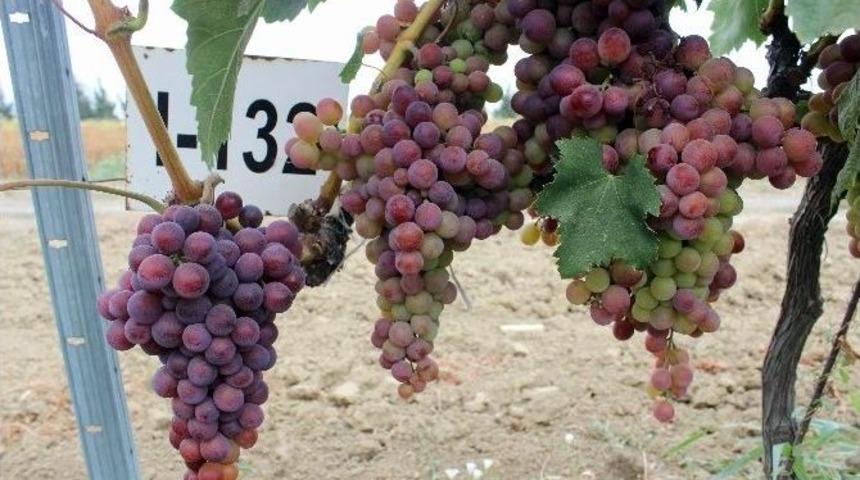 Klon Seleksiyonu İle &Uuml;z&uuml;mde Verim Artacak