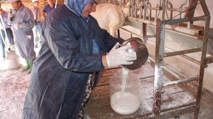 &rsquo;kaliteli S&uuml;t &Ccedil;anakkale&rsquo;den Ge&ccedil;er&rsquo; Projesi Başladı