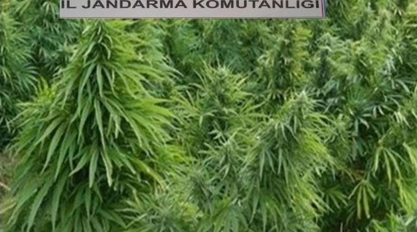 Sulakyurt&rsquo;ta 3 Bin 585 K&ouml;k Kenevir Bitkisi Ele Ge&ccedil;irildi