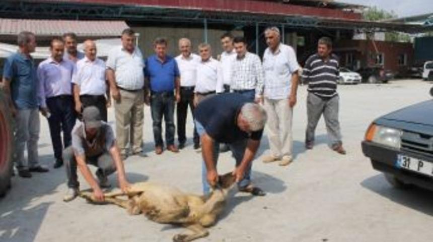 Tmo Mısır Alımına Başladı