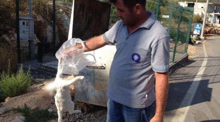Antalya&rsquo;da Kedi Katliamı