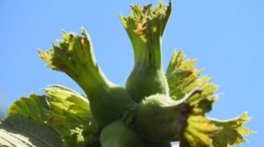 Fındık &Uuml;reticisi Fındığa Hasret