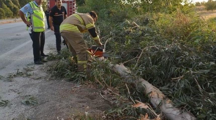 Şiddetli R&uuml;zgar Nedeniyle Bir Ağa&ccedil; Yola Devrildi