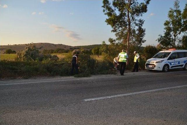 Şiddetli Rüzgar Nedeniyle Bir Ağaç Yola Devrildi