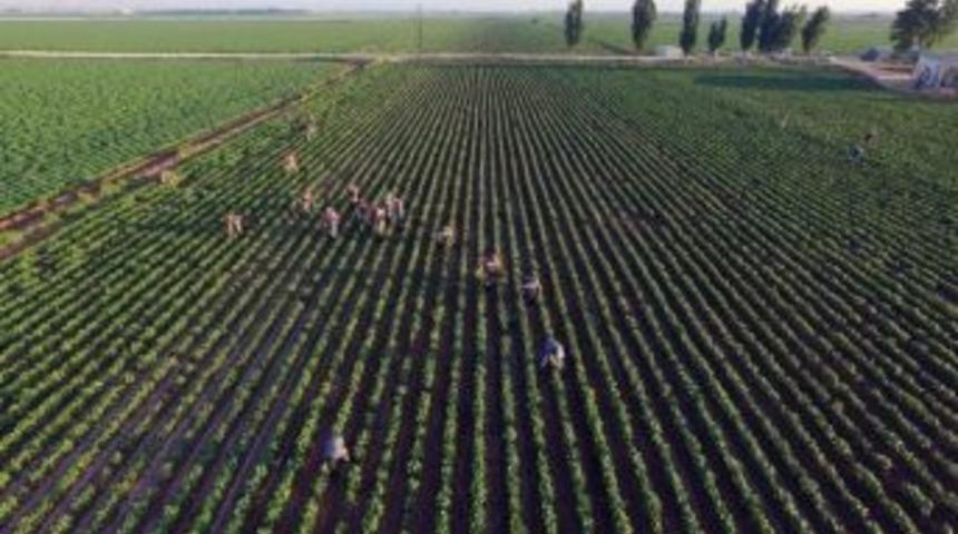 Şanlıurfa&rsquo;da 145 Bin K&ouml;k Kenevir Bitkisi Ele Ge&ccedil;irildi