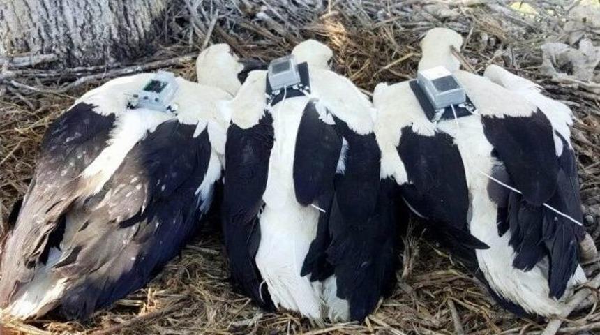 Yavru Leyleklerin İlk G&ouml;&ccedil; Ser&uuml;veni Başladı