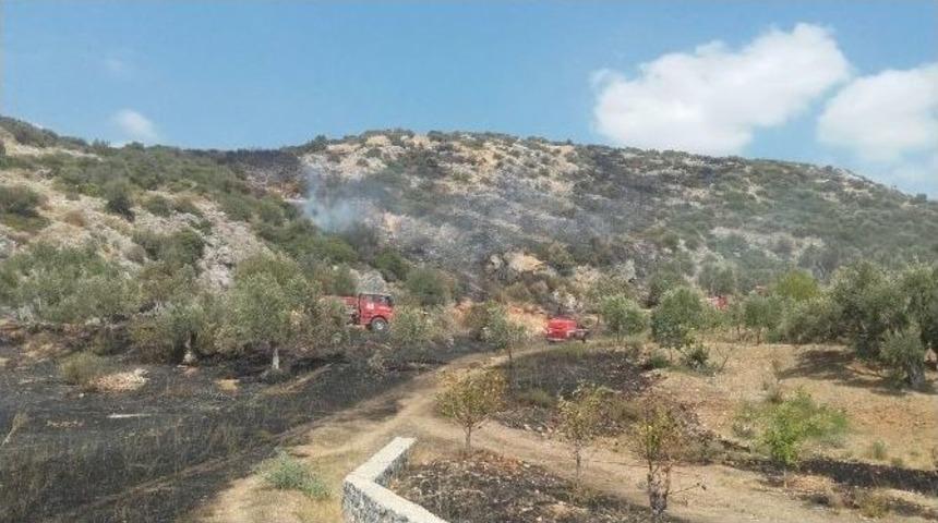 Kuşadası&rsquo;nda Zeytinlik Ve Makilik Yangını