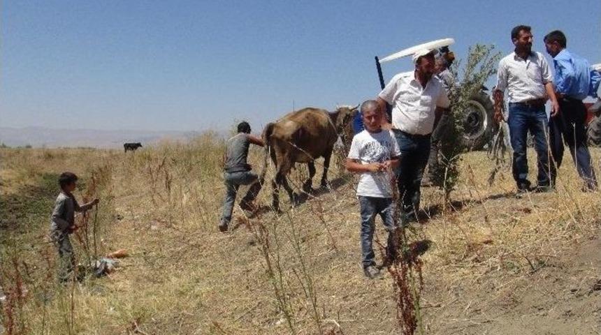 Bataklığa Saplanan Hayvanlar G&uuml;&ccedil;l&uuml;kle Kurtarıldı