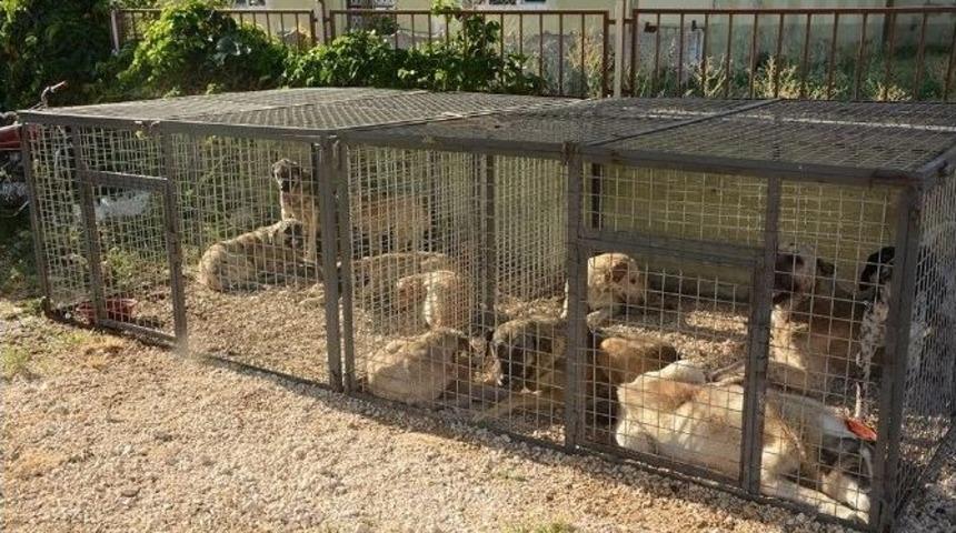 Dinar&rsquo;da Sokak K&ouml;pekleri Kısırlaştırılıyor