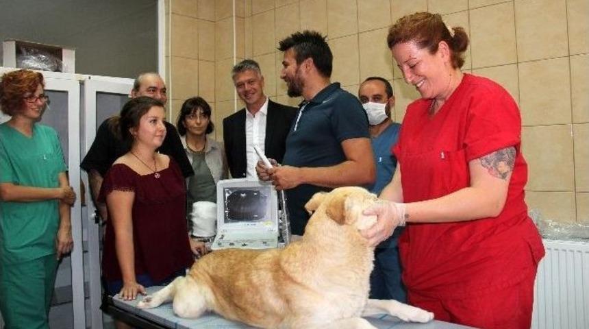 Hayvan Pop&uuml;lasyonu Sorununa Bilimsel &Ccedil;&ouml;z&uuml;m