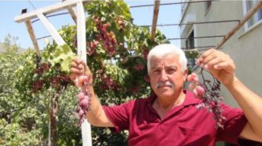 Silifke&rsquo;de &Uuml;z&uuml;mler Dalında Kurudu