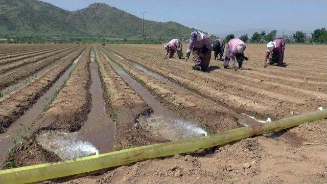 Ödemiş Beydağ Sulamasında 92 Bin 500 Dekar Zirai Arazi Sulamaya Açıldı