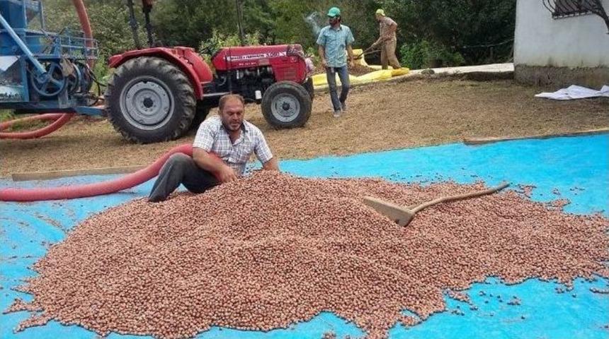 Ak&ccedil;akoca&rsquo;da Fındık Harmana İndi