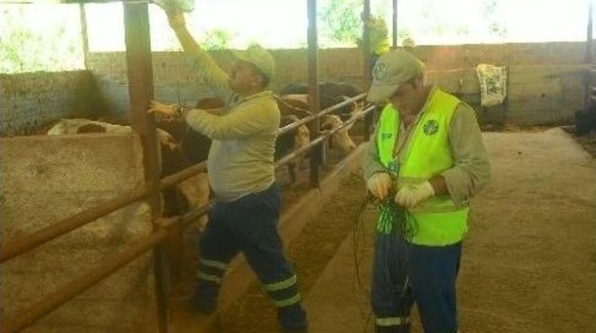 Sivrisineğe Karşı Fesleğen İle M&uuml;cadele